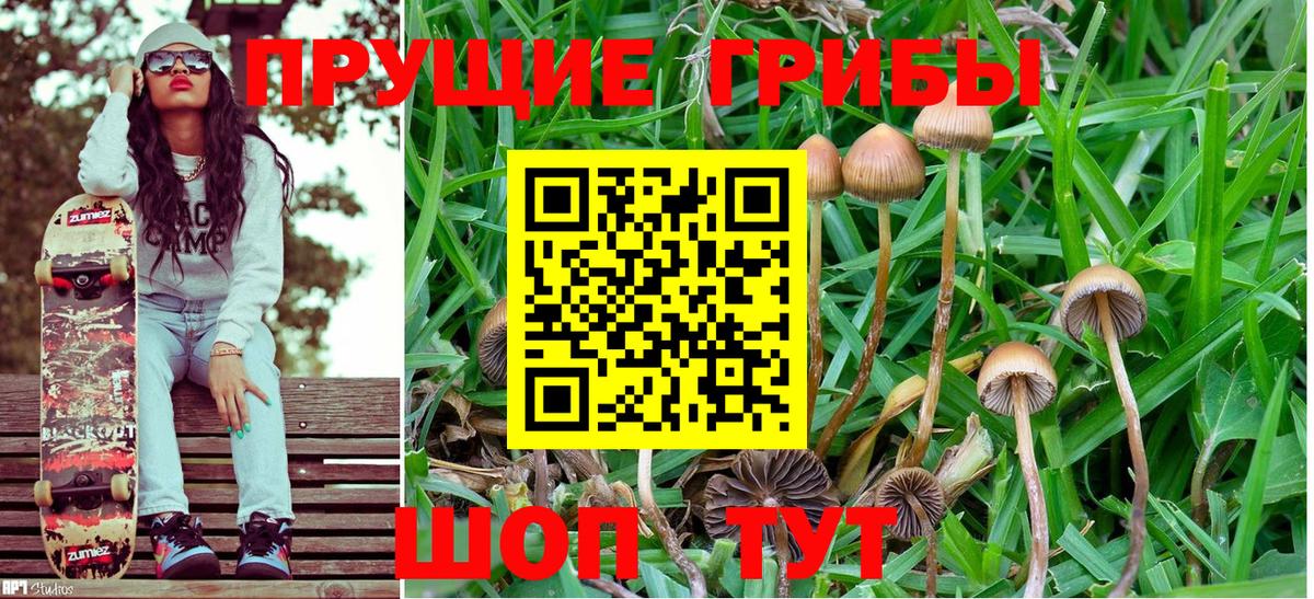 Тула  Псилоцибиновые грибы Cubensis  Вход с VPN  Псилоцибиновые грибы GOLDEN TEACHER 